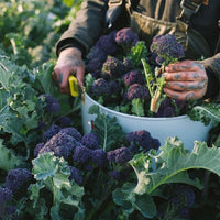 Hands cutting and picking purple broccoli and placing it into a bucket